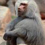 Baboon Baboon