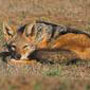 Black Backed Jackal Black Backed Jackal