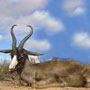 >Springbuck Black >Springbuck Black