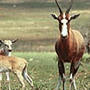 Blesbuck Blesbuck