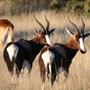 Bontebok Bontebok