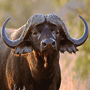 Cape Buffalo Cape Buffalo