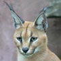 caracal caracal