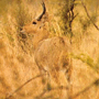 Common Reedbuck Common Reedbuck
