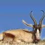 Springbuck Copper Springbuck Copper