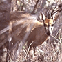 Duiker Duiker