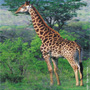 Giraffe Giraffe