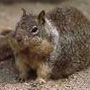 Ground Squirrel Ground Squirrel