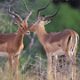 Impala Impala