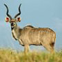 Kudu Kudu