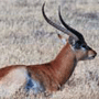 Lechwe Red Lechwe Red