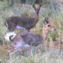 Mountain Reedbuck Mountain Reedbuck
