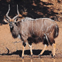 Nyala Nyala
