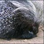 porcupine porcupine