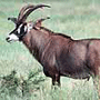 Roan Roan