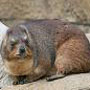 Rock Hyrax Rock Hyrax