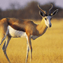 Springbuck Springbuck