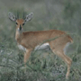 Steenbuck Steenbuck