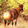 Tsessebe Tsessebe