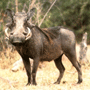 Warthog Warthog