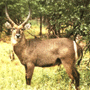 Waterbuck Waterbuck