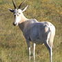 White Blesbuck White Blesbuck