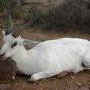 Springbuck White Springbuck White