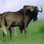 Wildebeest Black Wildebeest Black