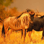 Wildebeest Red Wildebeest Red