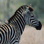 Zebra Burchell Zebra Burchell