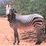 Zebra Hartman's Zebra Hartman's